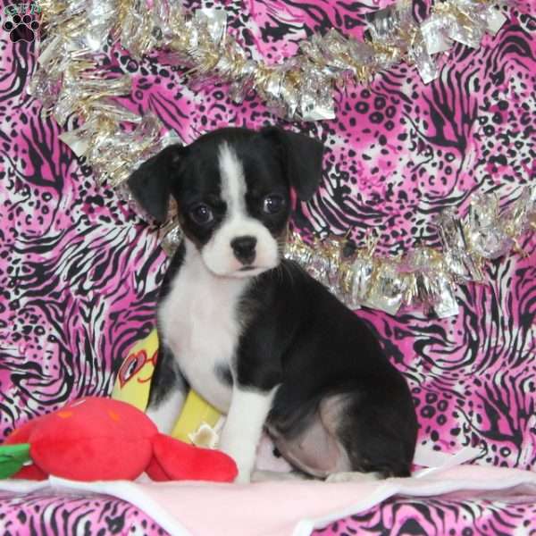 Linnet, Boston Terrier Mix Puppy